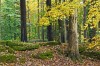 herbstwald - (c) r plock.jpg